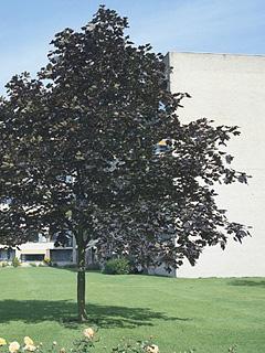 Acer platanoides 'Faassen's Black' 