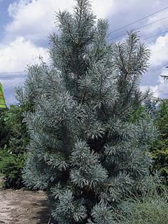 Pinus sylvestris Sosna pospolita