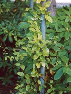 Lonicera japonica 'Aureoreticulata' 