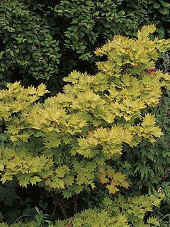 Acer japonicum (shirasawanum) 'Aureum' klon Szirasawy 'Aureum'