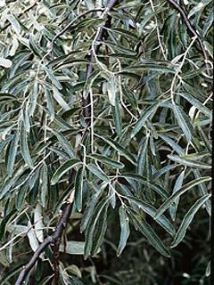 Elaeagnus angustifolia Oliwnik wąskolistny