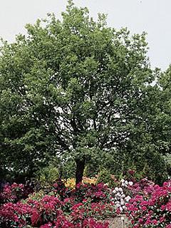 Quercus petraea 