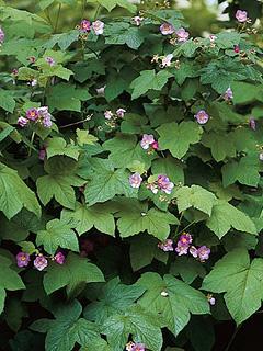 Rubus odoratus Jeżyna pachnąca