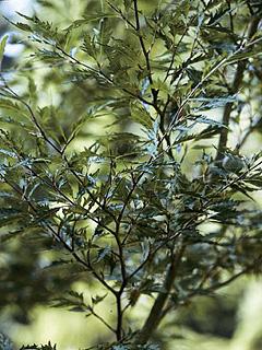 Fagus sylvatica 'Asplenifolia' Buk pospolity