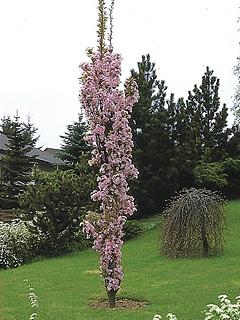 Prunus serrulata 'Amanogawa' 