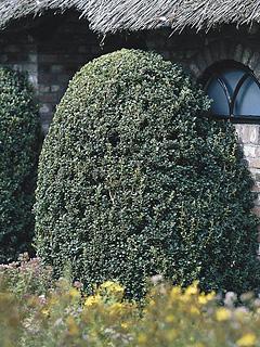 Buxus sempervirens 'Rotundifolia' Bukszpan
