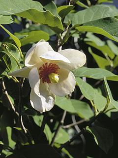 Magnolia sieboldii 