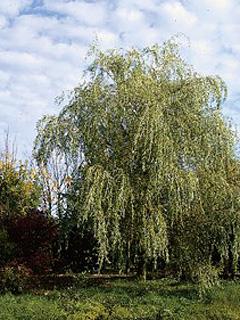 Salix alba 'Tristis' Wierzba płacząca