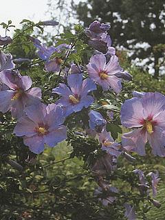 Hibiscus syriacus -Hybriden 