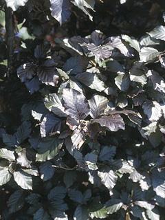 Fagus f. silvatica purpurea 