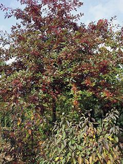 Quercus palustris 