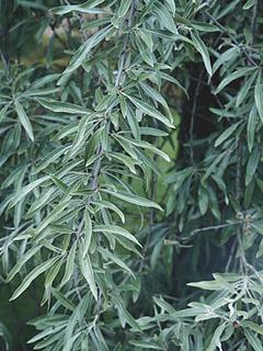 Pyrus salicifolia 