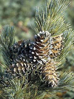 Pinus koraiensis 'Glauca' 