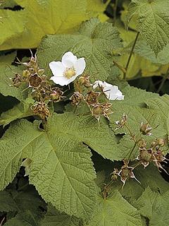 Rubus fruticosus 