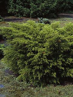 Juniperus x media ' Mint Julep' 