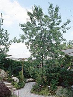 Acer saccharinum 'Wieri' 