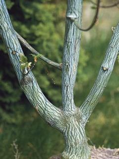 Acer capillipes Klon hondoański