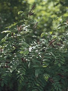 Amorpha fruticosa Amofra krzewiasta