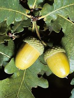 Quercus robur Dąb szypułkowaty