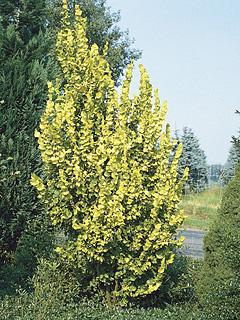 Ulmus carpinifolia 'Wredei' 