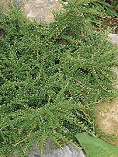 Cotoneaster adpressus 