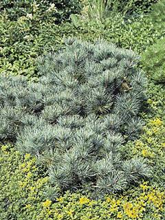 Pinus strobus 'Radiata' 