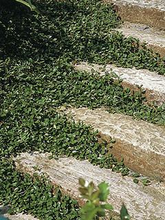 Cotoneaster dammeri radicans 