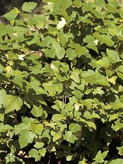 Physocarpus opulifolius Pęcherznica kalinolistna