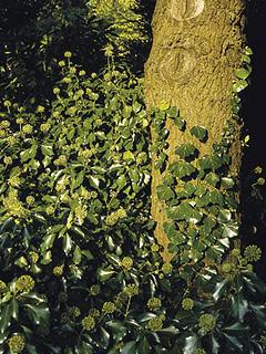 Hedera helix 'Arborescens' 