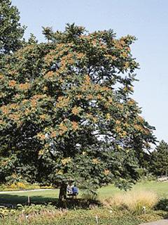 Ailanthus altissima Bożodrzew gruczołkowaty