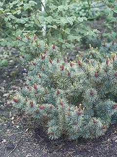 Pinus pumila 'Glauca' 