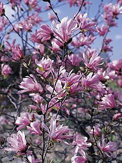 Magnolia loebneri 'Leonard Messel' 