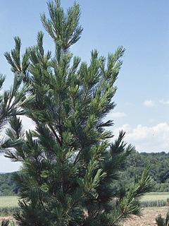 Pinus peuce 