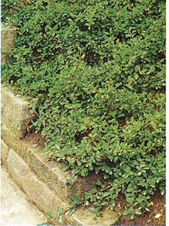 Cotoneaster dammeri 'Eichholz' 