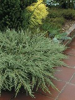 Juniperus communis 'Repanda' 