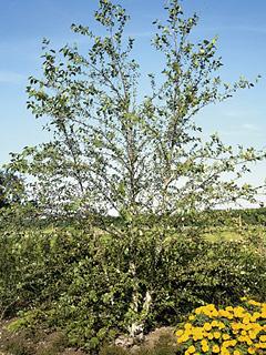 Betula nigra 