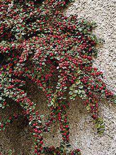 Cotoneaster dammeri 'Coral Beauty' 