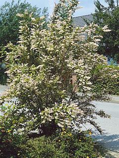 Deutzia kalmiflora 