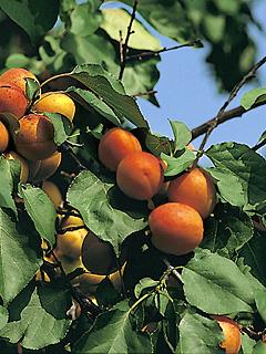 Prunus Ungarische Beste Morela Ungarische Beste